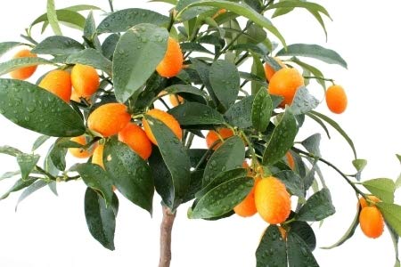 Live Sweet Cherry Lime Plant Suitable For Bonsai - Image 3