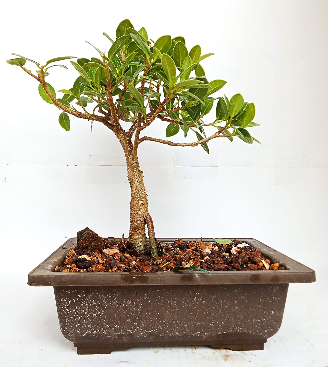 Long Island 2 Years Old Live Mini Banyan Bonsai Plant - Image 2