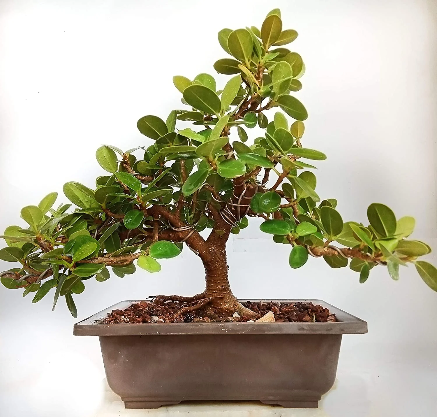 Ficus Long Island Pre Bonsai Plant - Image 2