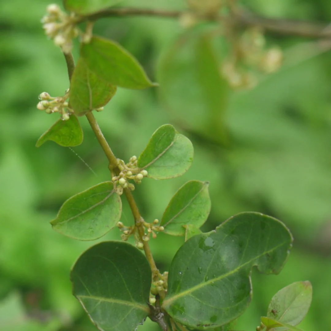 Madhunashini Live And Healthy Plant - Buy Online - Image 2