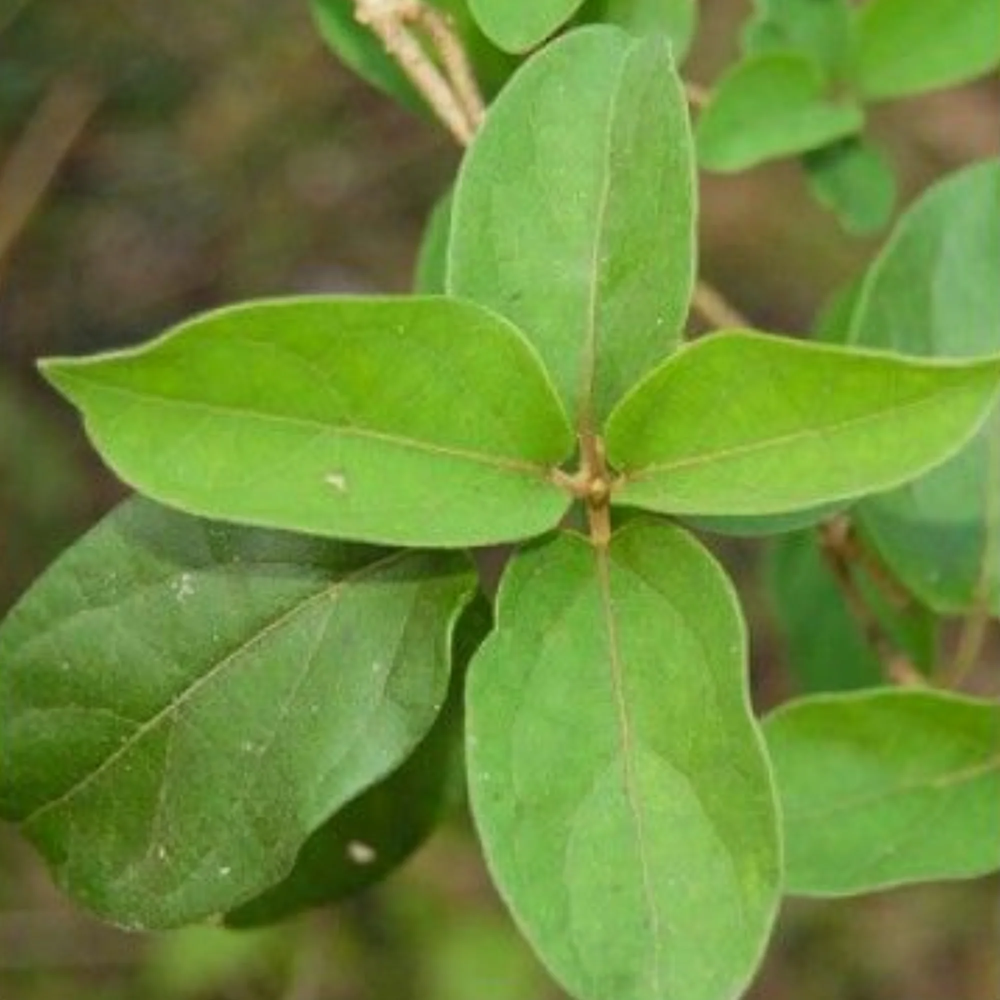 Madhunashini Live And Healthy Plant - Buy Online - Image 3