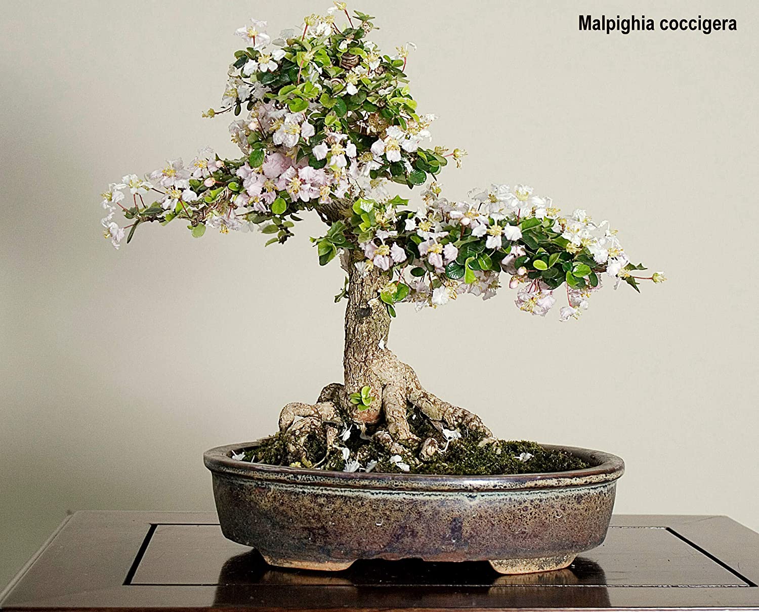 malpighia coccigera bonsai mame bonsai with ceramic bonsai pot - Image 2