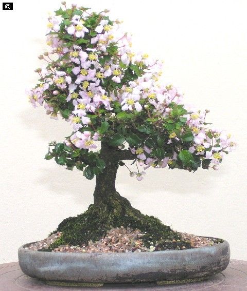 malpighia coccigera bonsai mame bonsai with ceramic bonsai pot - Image 3