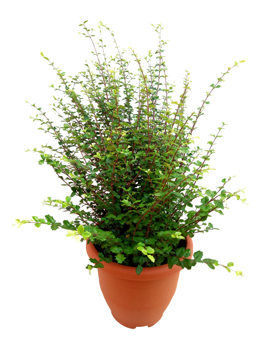 malpighia coccigera sapling plant for bonsai - Image 3