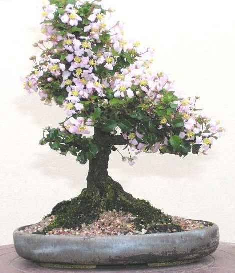 malpighia coccigera sapling plant for bonsai - Image 4