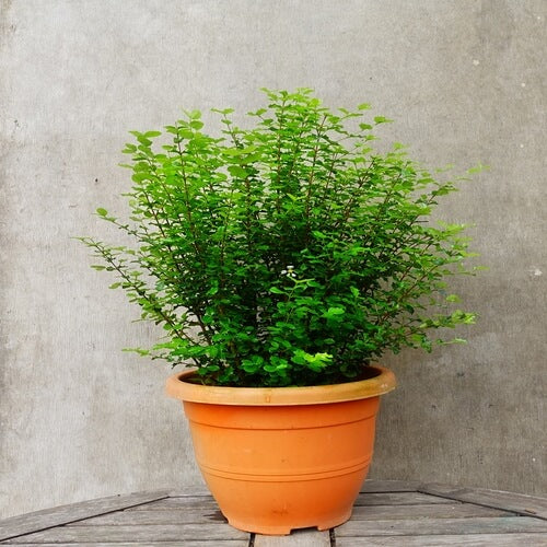 malpighia coccigera sapling plant for bonsai - Image 5