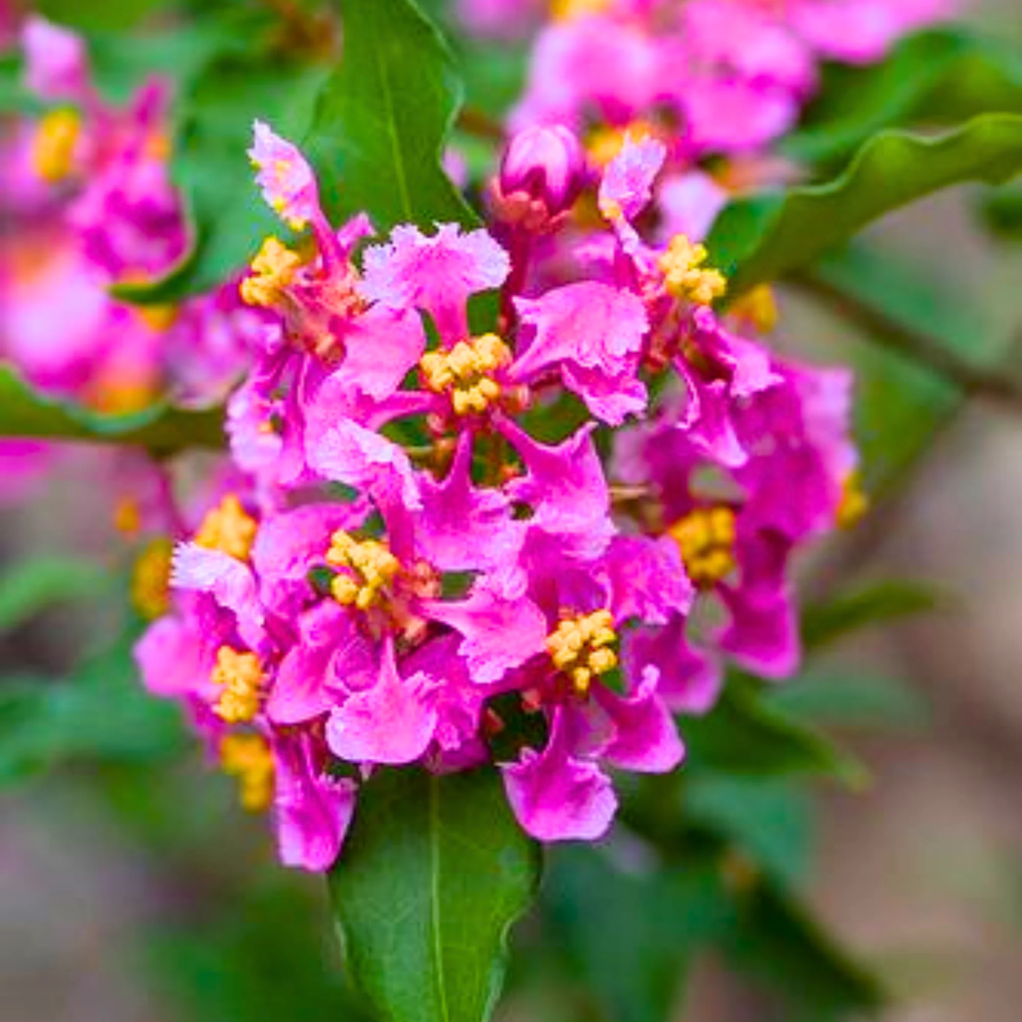 Malpighia Dwarf Cherry Blossom Bonsai Suitable Sapling Plant