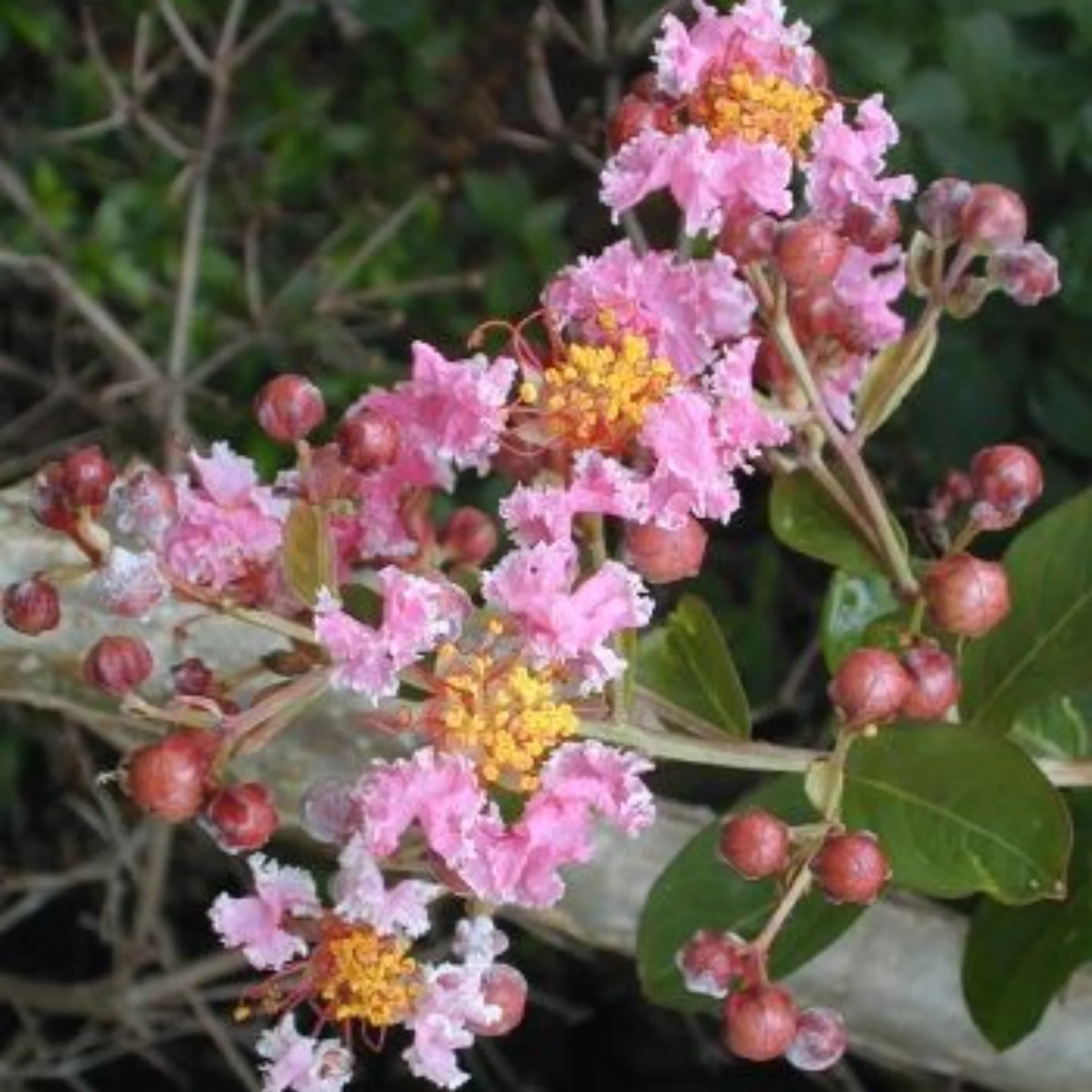 Malpighia Dwarf Cherry Blossom Bonsai Suitable Sapling Plant - Image 2