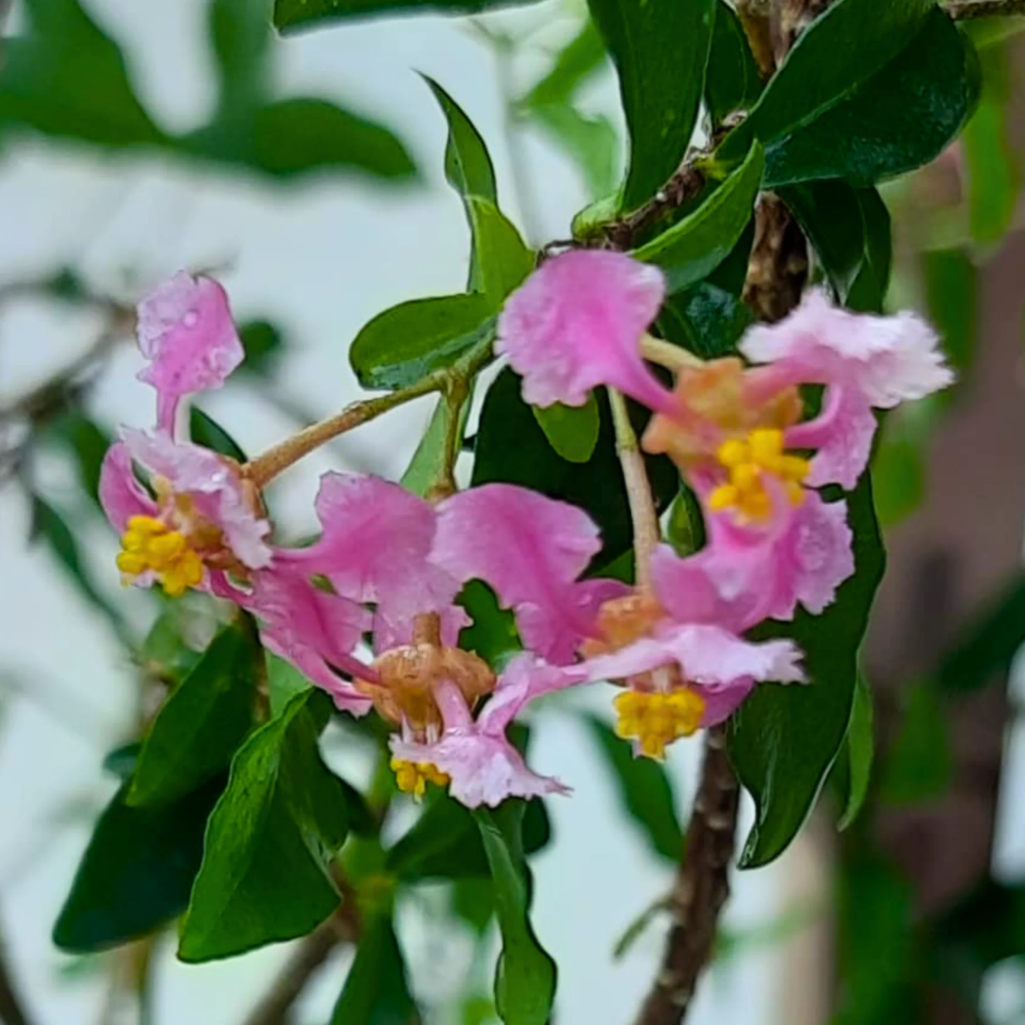 Malpighia Dwarf Cherry Blossom Bonsai Suitable Sapling Plant - Image 3