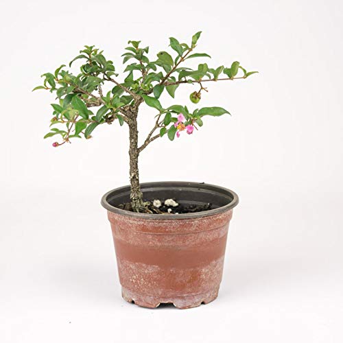 Malpighia Dwarf Cherry Blossom Bonsai Suitable Sapling Plant - Image 4