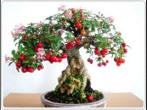 Malpighia Dwarf Cherry Blossom Bonsai Suitable Sapling Plant - Image 5