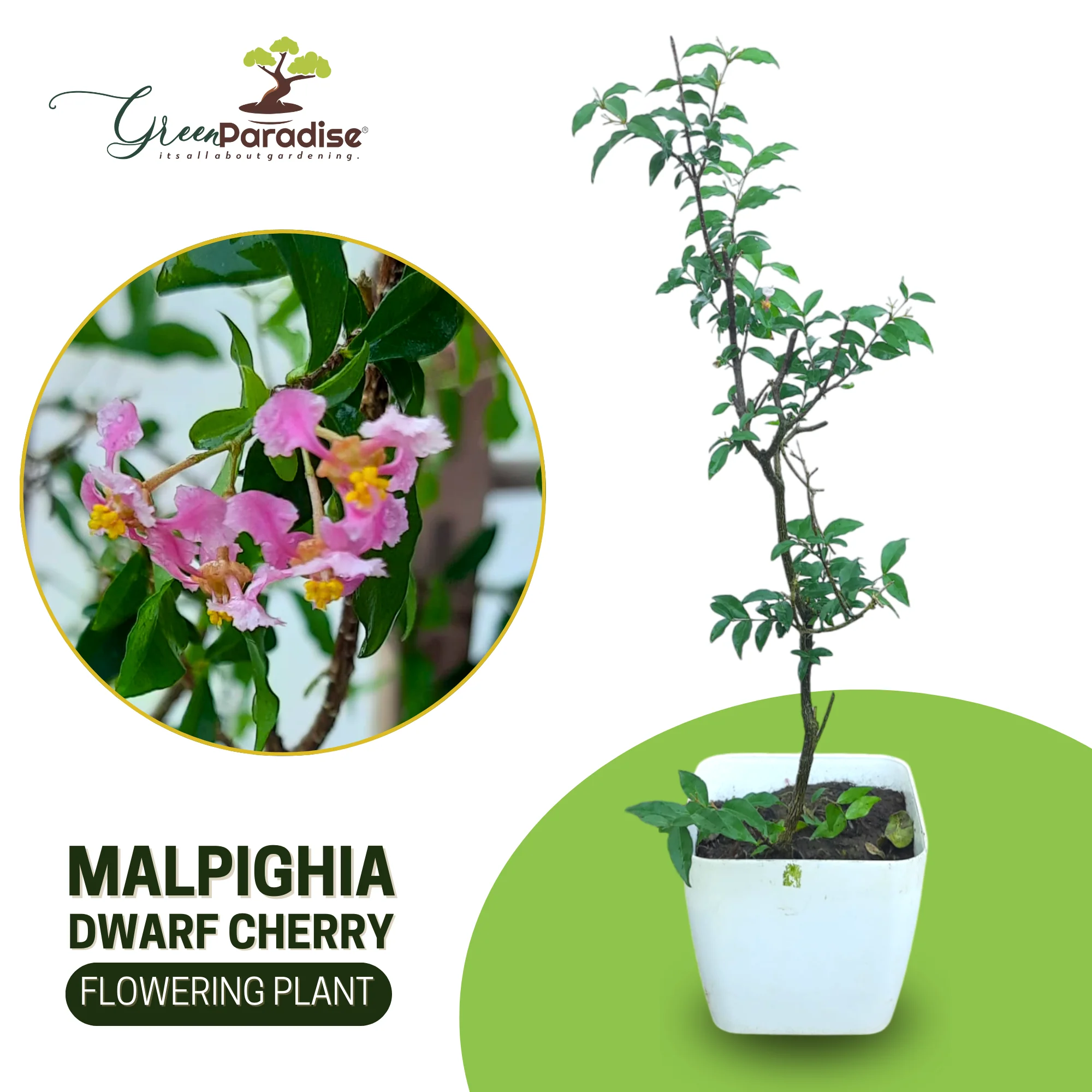 Malpighia Dwarf Cherry Blossom Bonsai Suitable Sapling Plant - Image 6