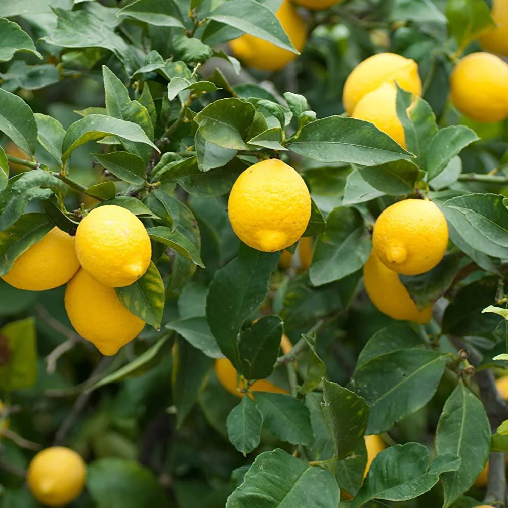 meyer lemon original F1plants - Image 2