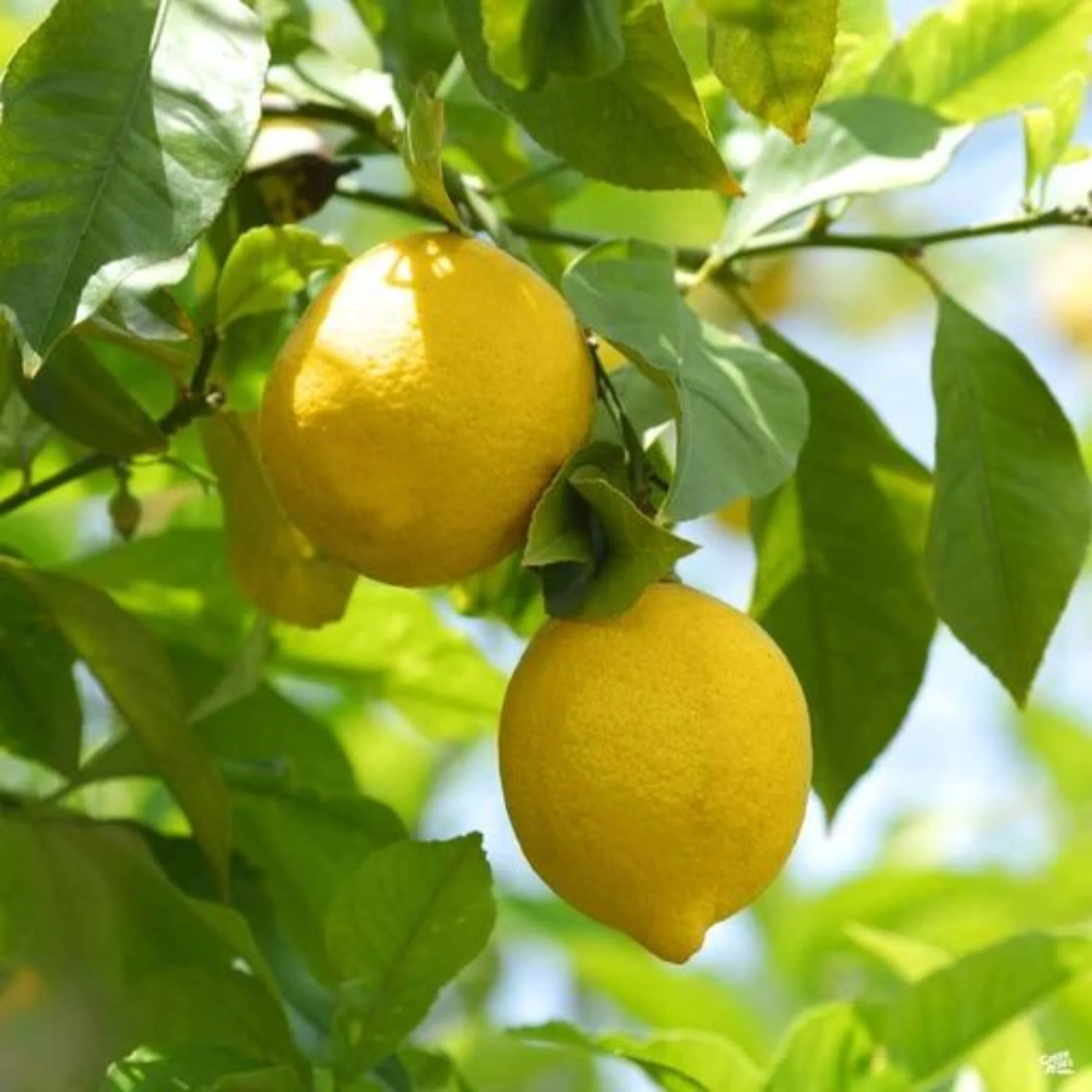 meyer lemon original F1plants - Image 3
