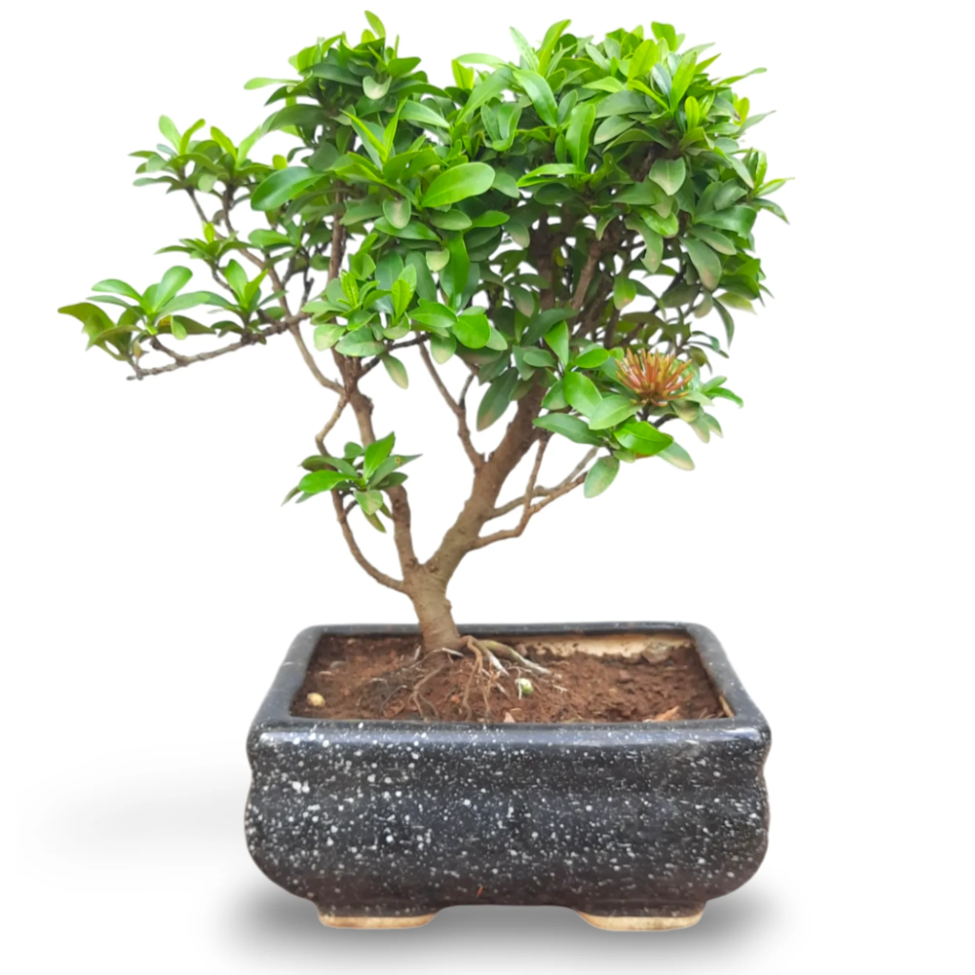 Mini Ixora Bonsai Mature And Old Tree ( Pink ) live Bonsai tree with bonsai pot