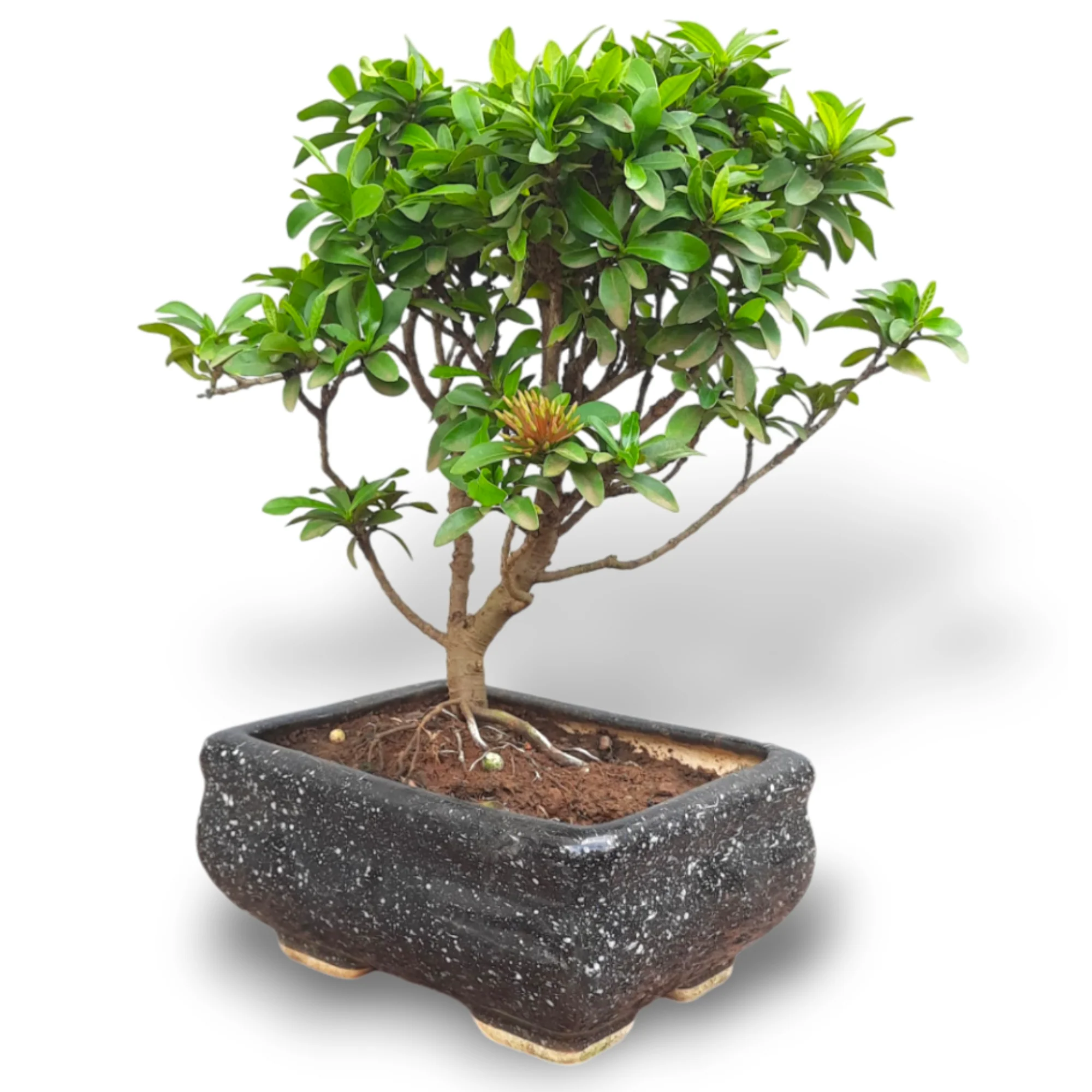 Mini Ixora Bonsai Mature And Old Tree ( Pink ) live Bonsai tree with bonsai pot - Image 2