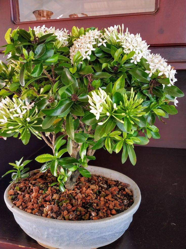 Mini Ixora Bonsai ( White ) live plant - Image 2