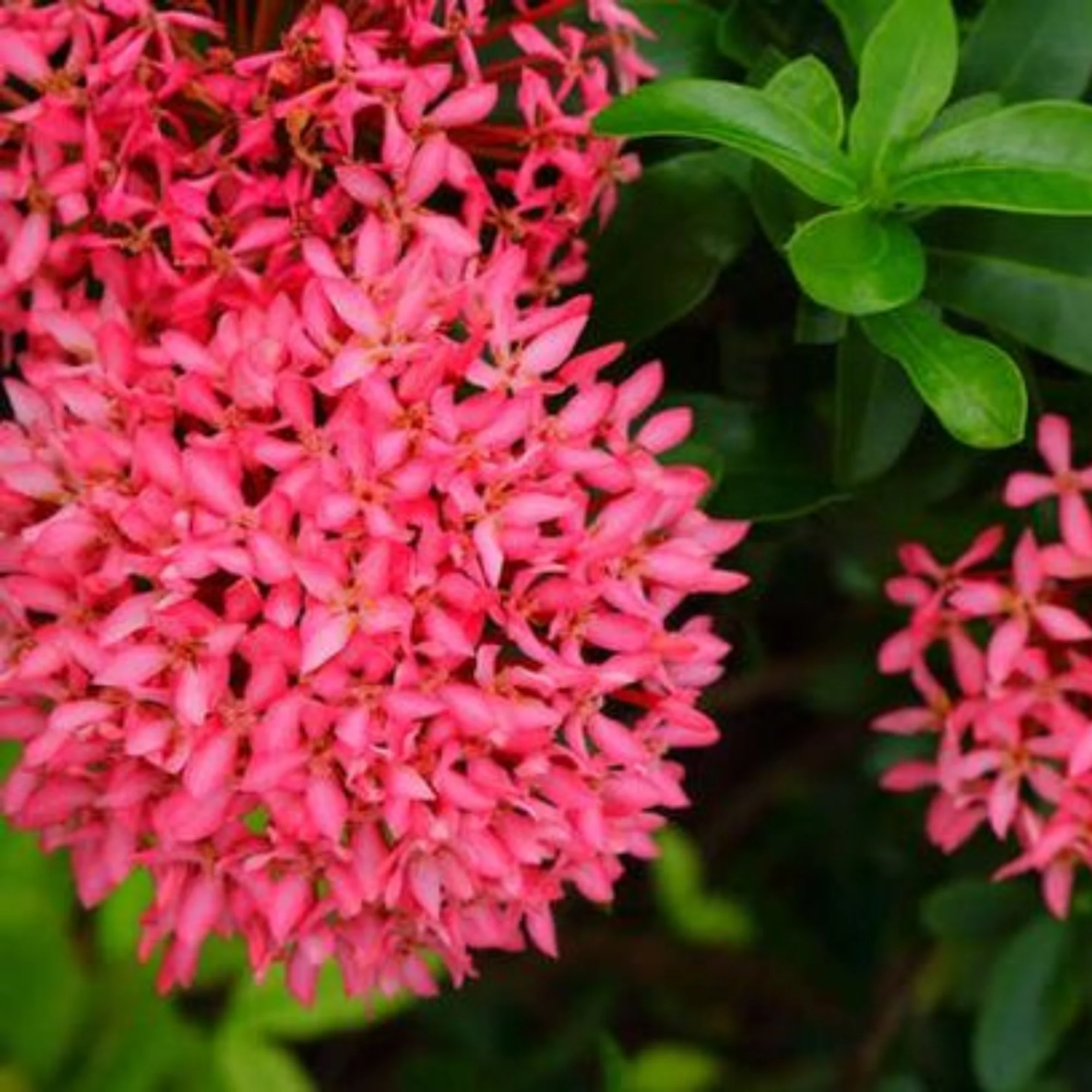 Mini Ixora Pink Live Plant - Image 2