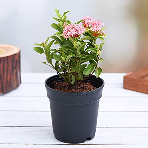 Mini Ixora Pink Live Plant - Image 3