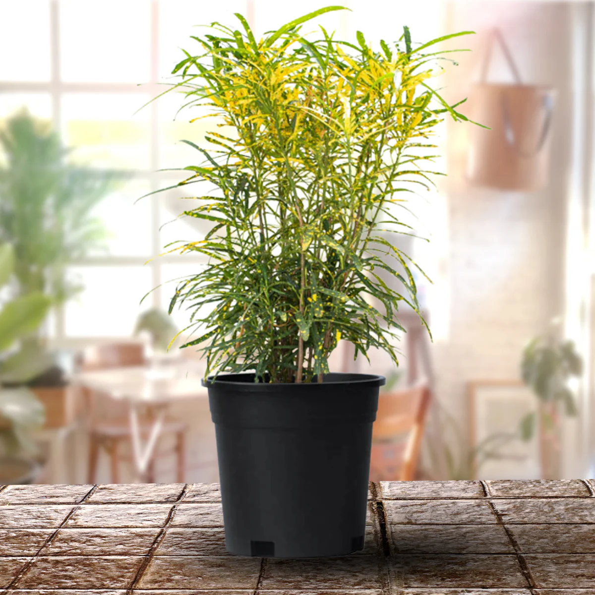 Mini Lemon Croton Live Plant - Image 2