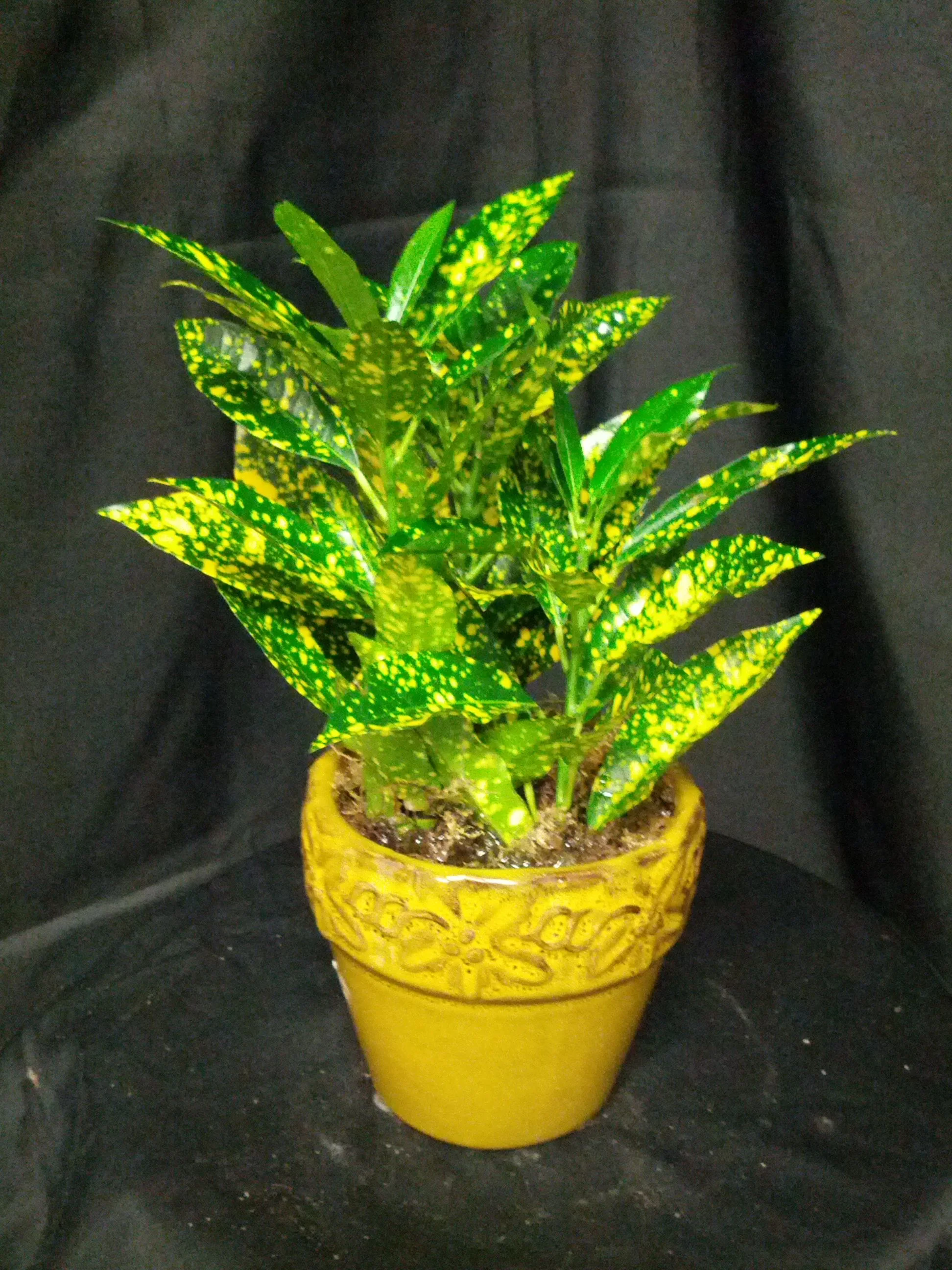 Mini Lemon Croton Live Plant - Image 3