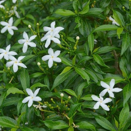 Mini tagar (chinese crepe jasmine) live plant - Image 2