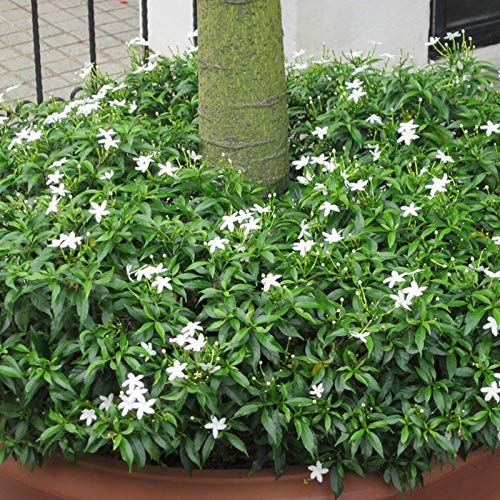 Mini tagar (chinese crepe jasmine) live plant - Image 3