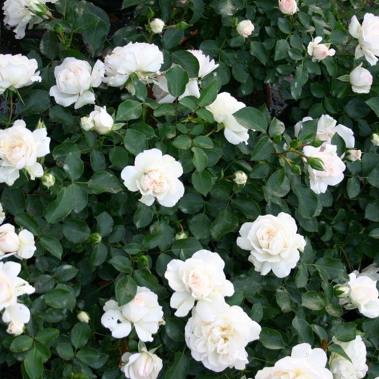 Mini White Bunch Rose Plant - Image 2