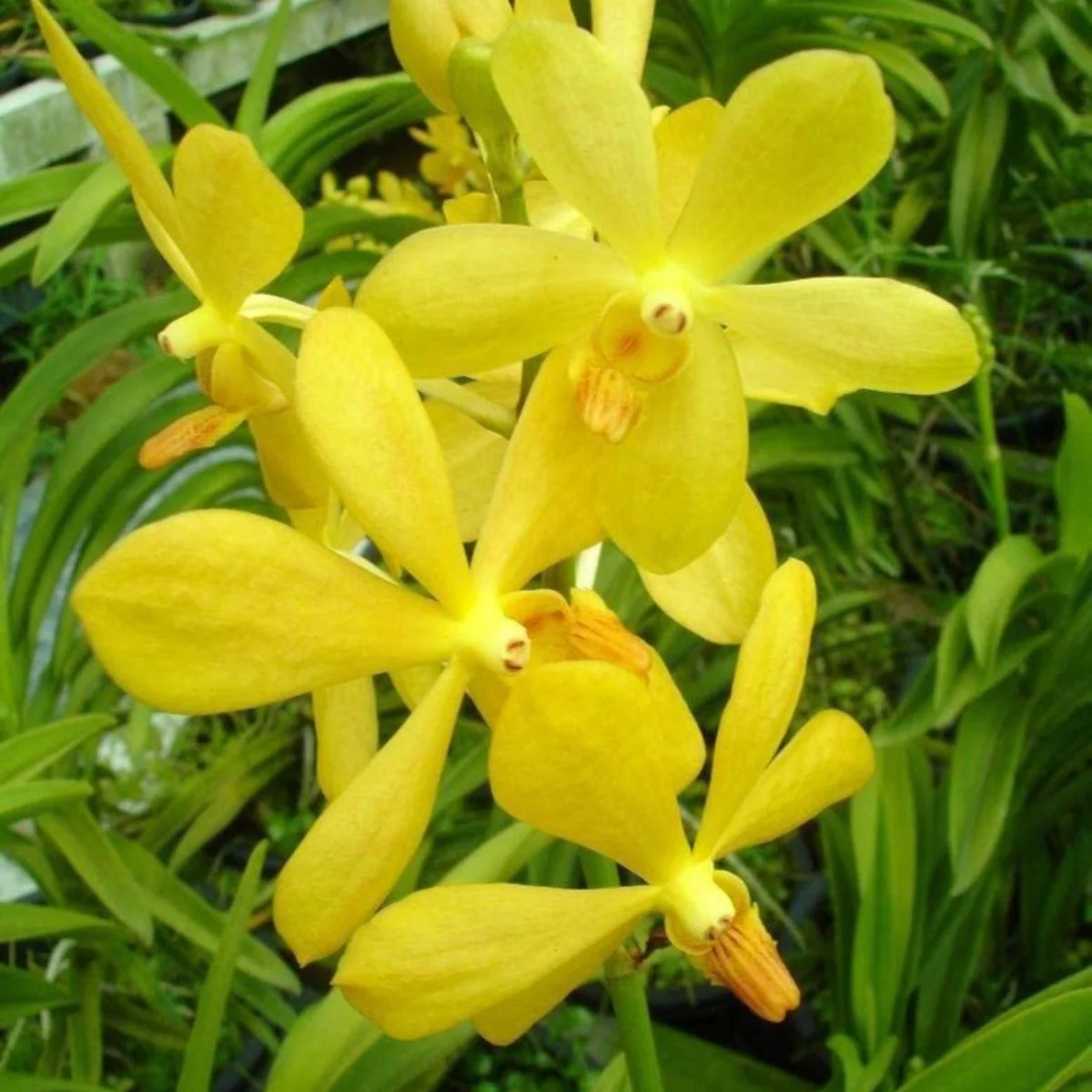 Mokara Orchid Live Plant (set of 3) without Pot