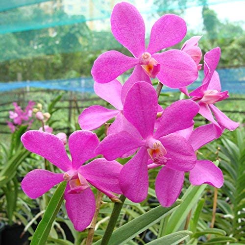 Mokara Orchid Live Plant (set of 3) without Pot - Image 2
