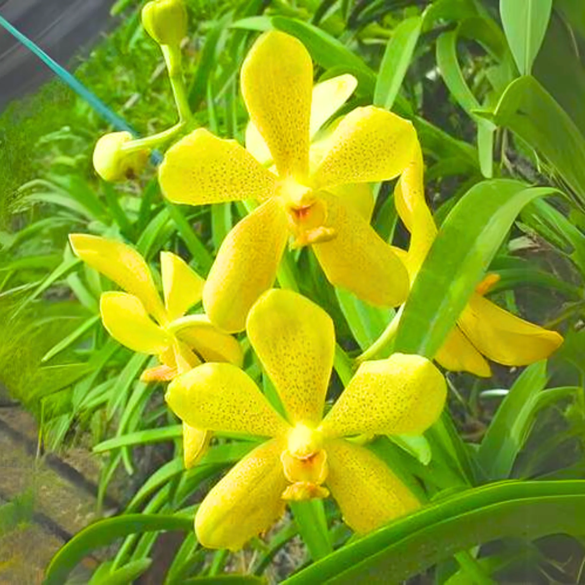 Mokara Orchid Live Plant (set of 3) without Pot - Image 5