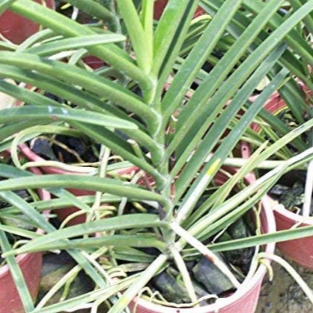 Mokara Orchid Live Plant without Pot - Image 3