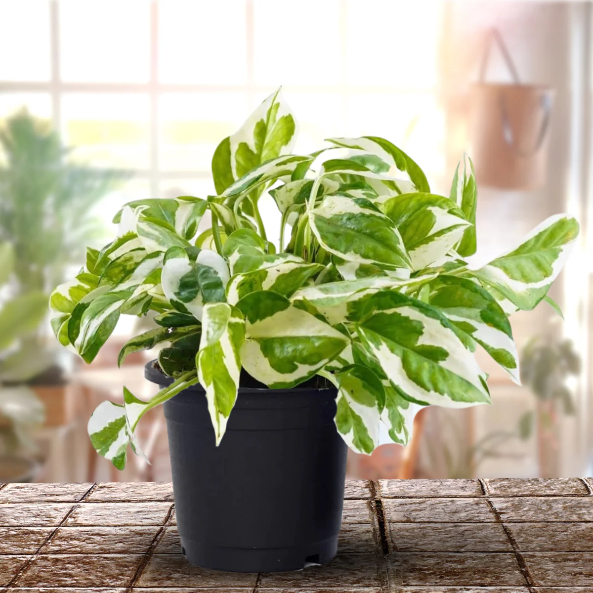 Money Plant Marble Live Plant - Image 2