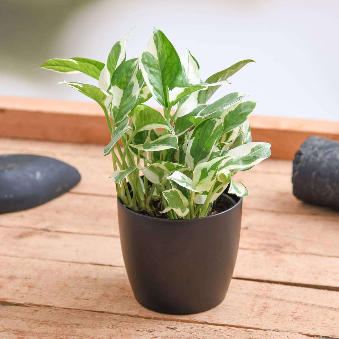 Money Plant Marble Live Plant - Image 3