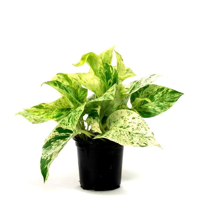 Money Plant Marble Live Plant - Image 4