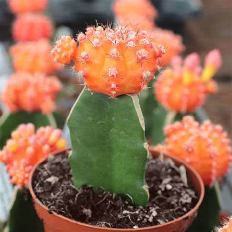 Moon Cactus (Orange) Live Plant - Image 3
