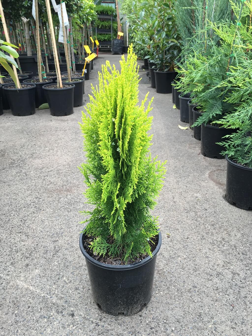 Golden Thuja Morpankhi mayurpankh plant - Image 2