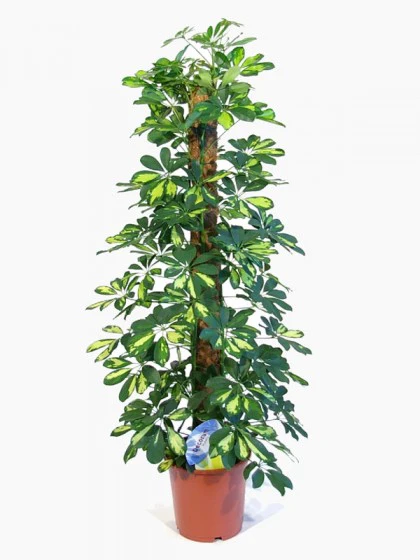 Moss and Coir Stick Plant Support (120 cm/4ft, Brown)-2 Pieces - Image 3
