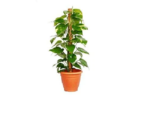 Moss Stick for Climbing House Plants - 2ft - Image 2