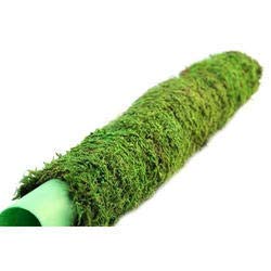 Moss Stick for Climbing House Plants - 2ft - Image 3