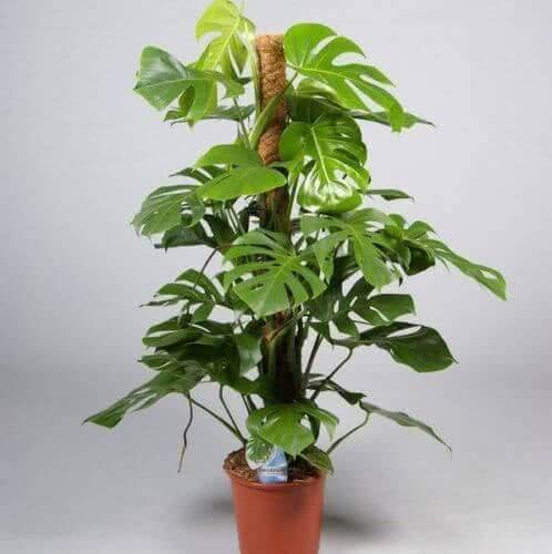 Moss Stick for Climbing House Plants - 2ft - Image 4