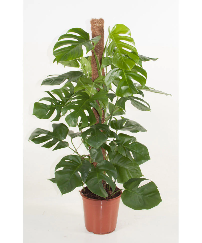 Moss Stick for Indoor, House and Plant Creepers Support (Brown, 3 Ft) 2 Pieces - Image 3
