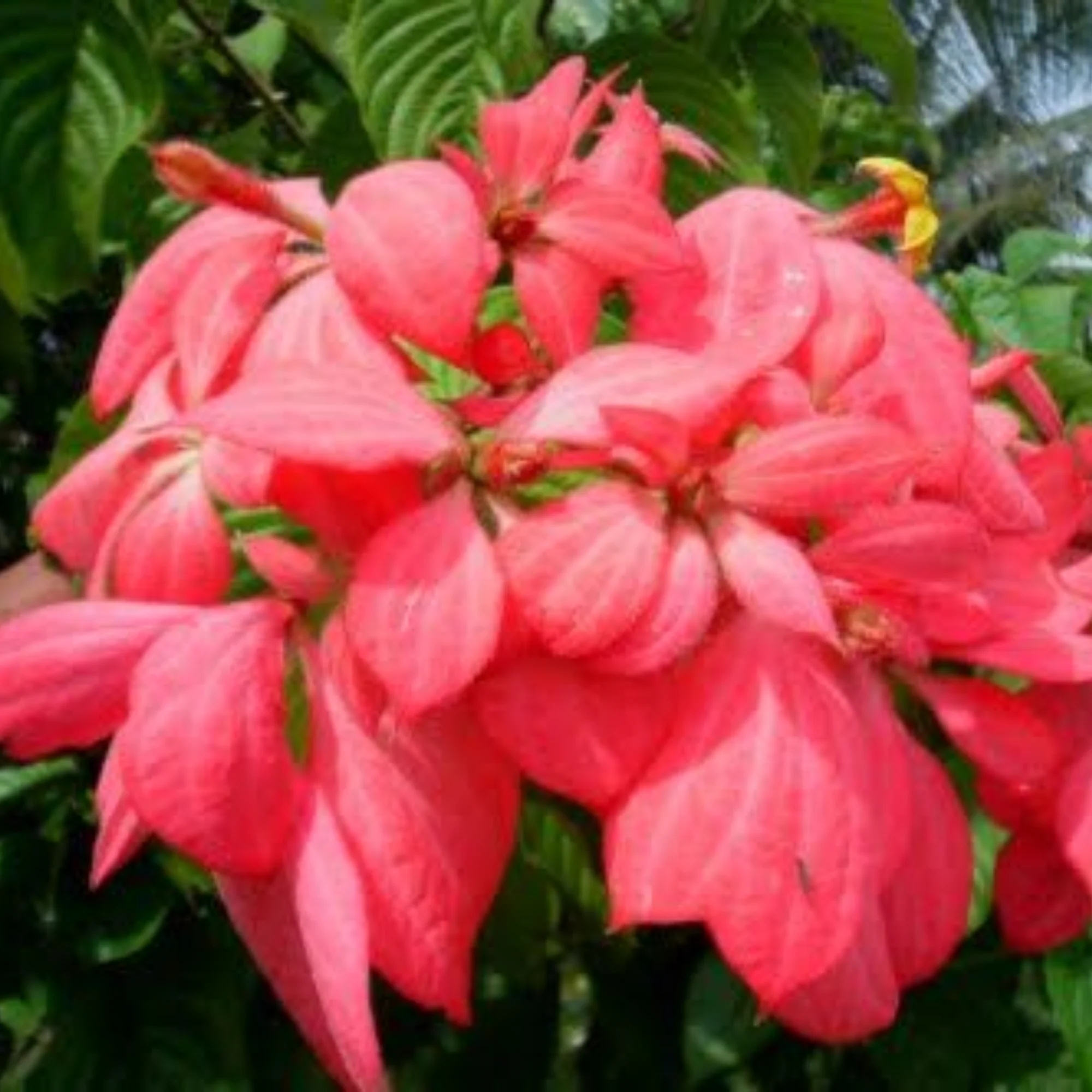 Musanda Pink Live Plant - Image 2