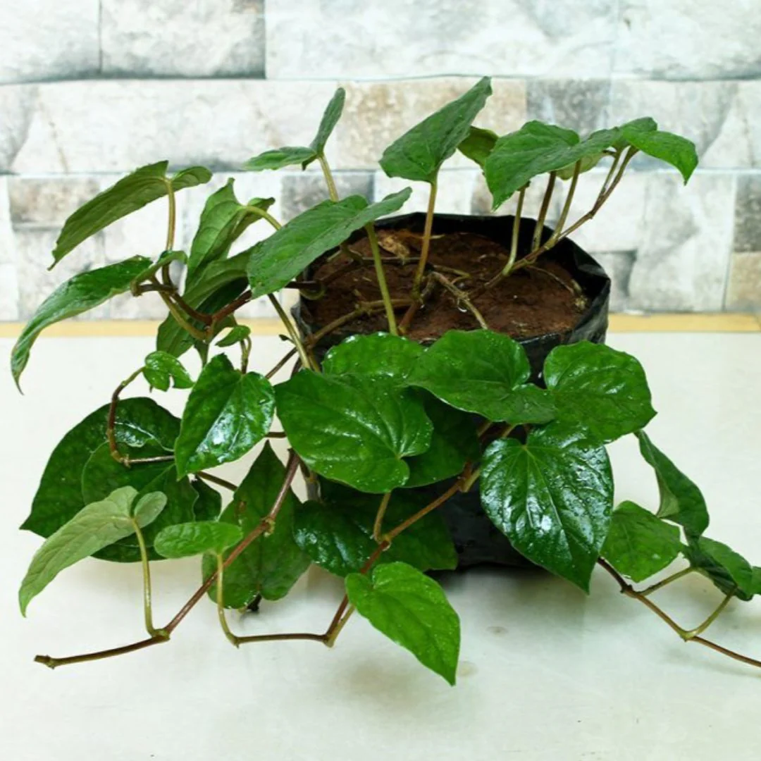 Nagarvel Betel Leaf Plant - Image 2