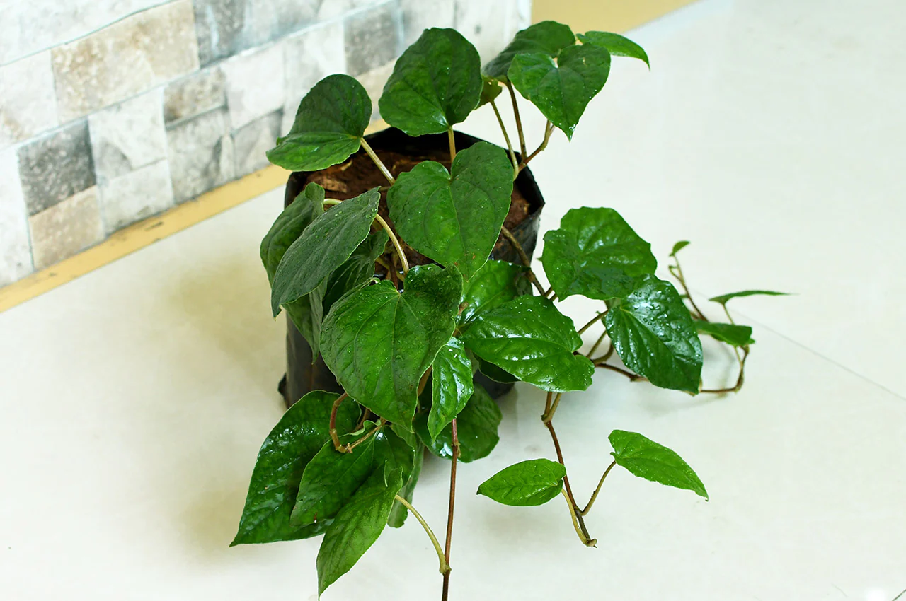 nagarvel plant Desi paan plant betel leaf plant (1 Sapling Plant) - Image 4