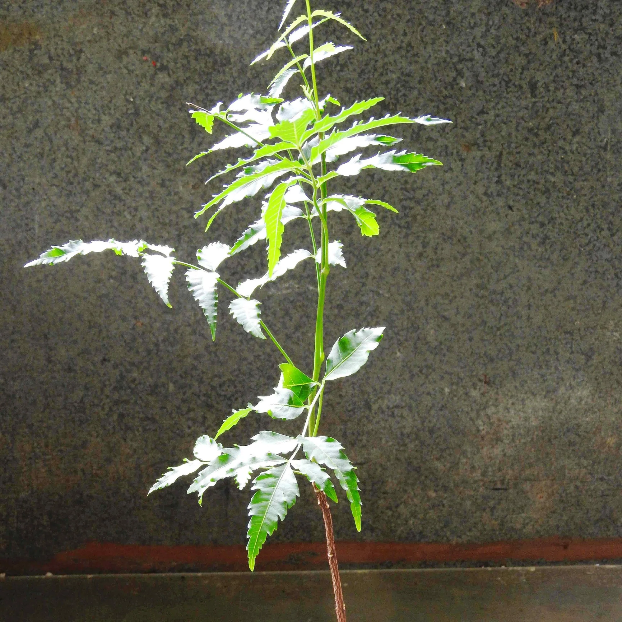 Neem Tree Live Plant - Image 3
