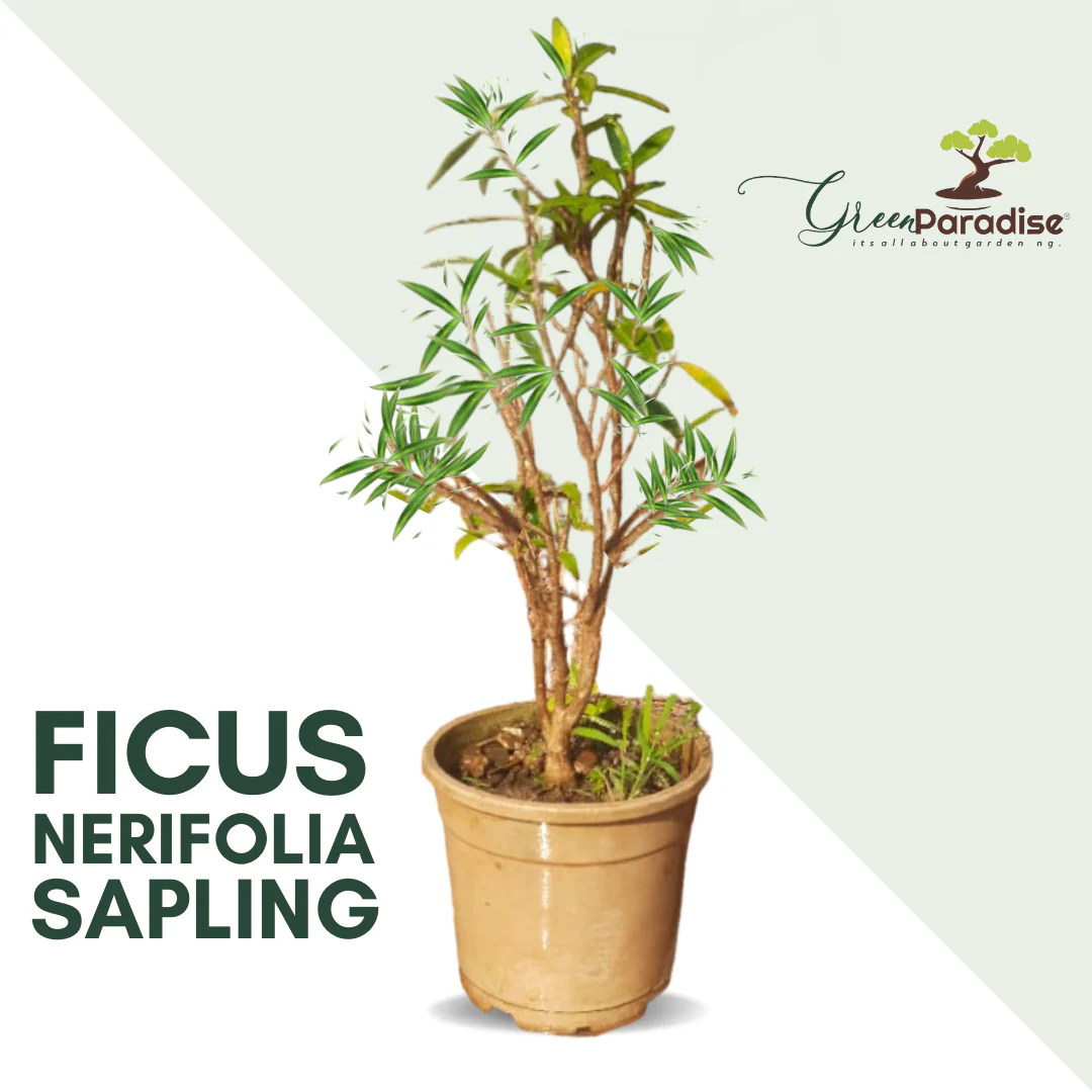 Green Paradise® Ficus Nerifolia (Willow Leaf) Pre-Bonsai Sapling – Live Plant with Plastic Pot | Fast-Growing Bonsai Starter for Home & Garden