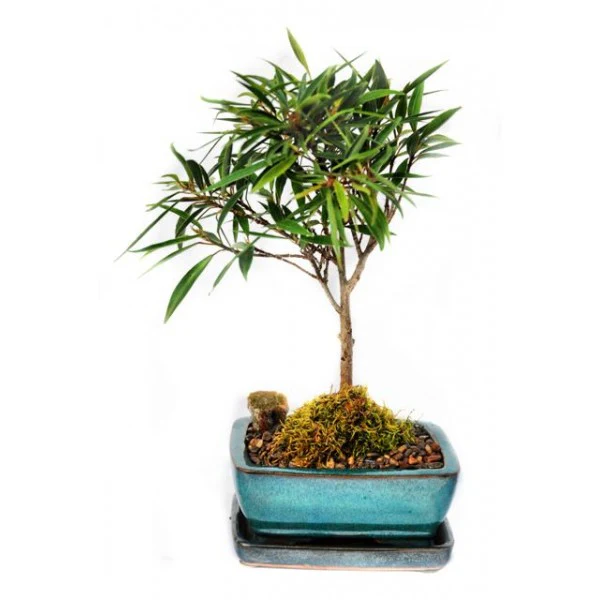 Green Paradise® Ficus Nerifolia (Willow Leaf) Pre-Bonsai Sapling – Live Plant with Plastic Pot | Fast-Growing Bonsai Starter for Home & Garden - Image 2
