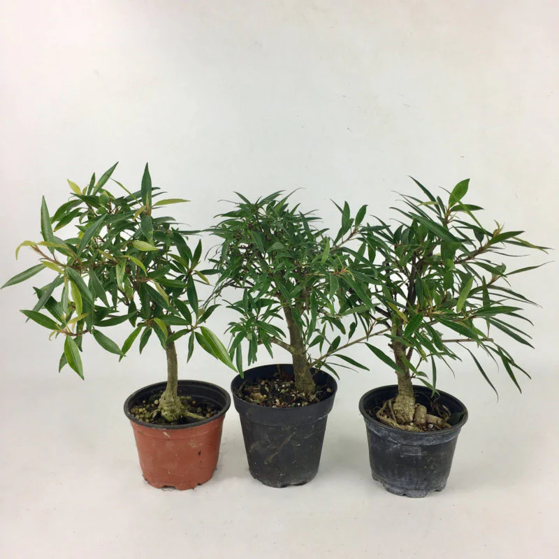 Green Paradise® Ficus Nerifolia (Willow Leaf) Pre-Bonsai Sapling – Live Plant with Plastic Pot | Fast-Growing Bonsai Starter for Home & Garden - Image 3