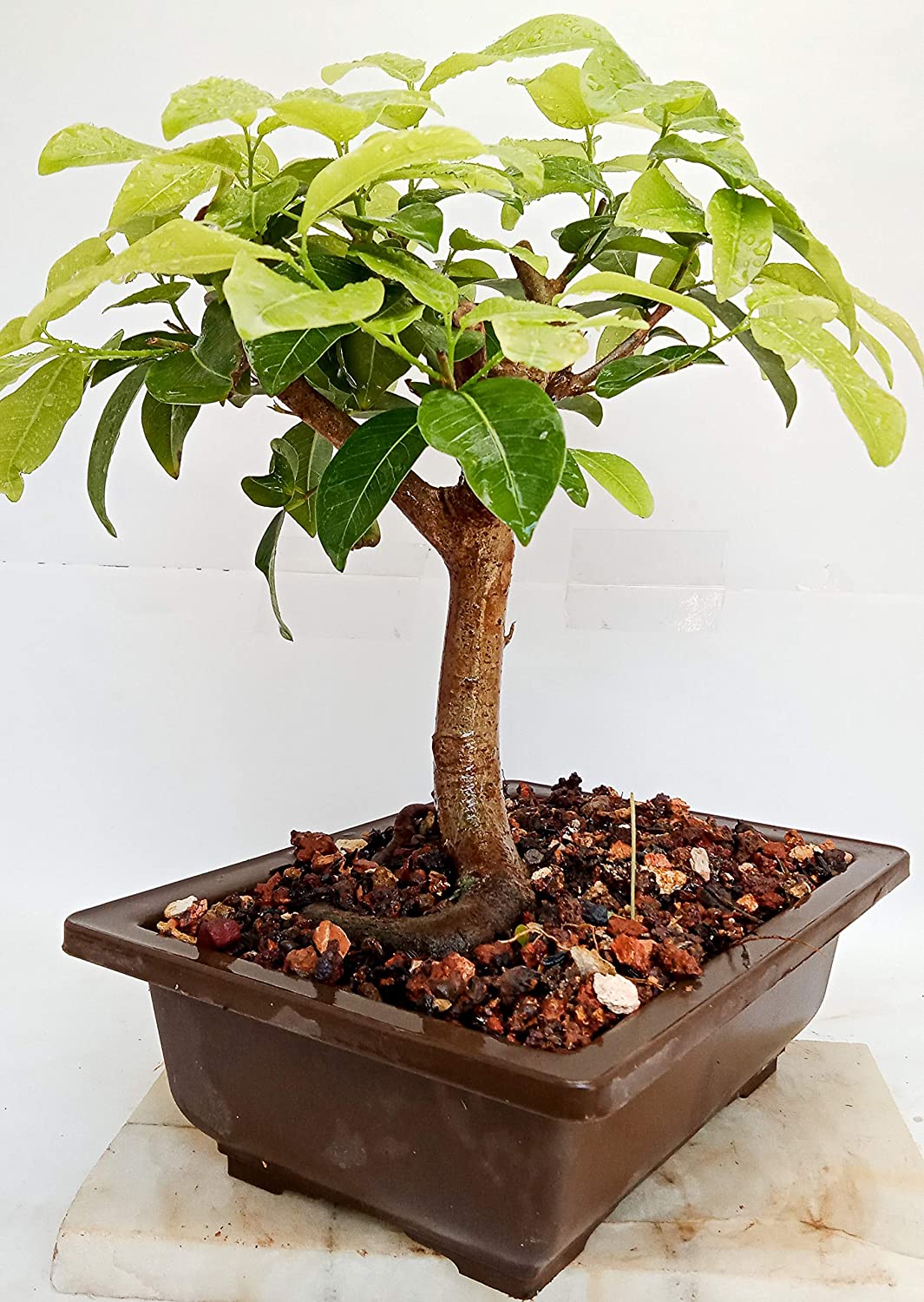 Ficus Lipstick Live Bonsai Tree With PLastic Bonsai Pot PIlkhan Ficus Bonsai tree - Image 2